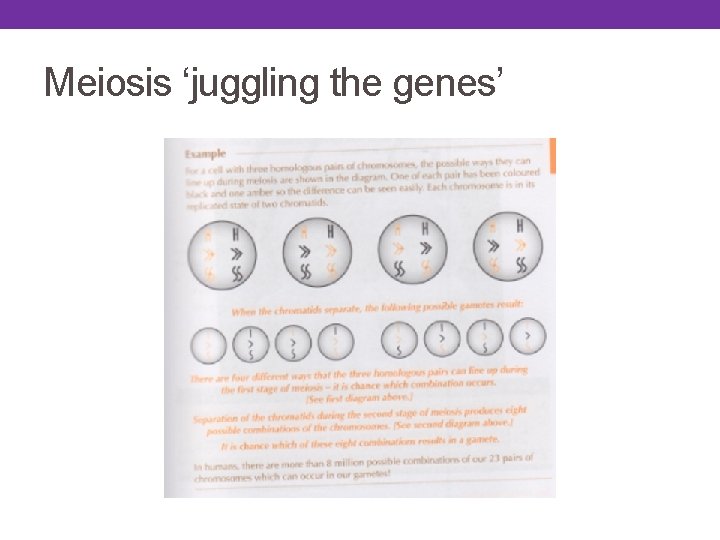 Meiosis ‘juggling the genes’ Meiosis ‘juggling the genes’