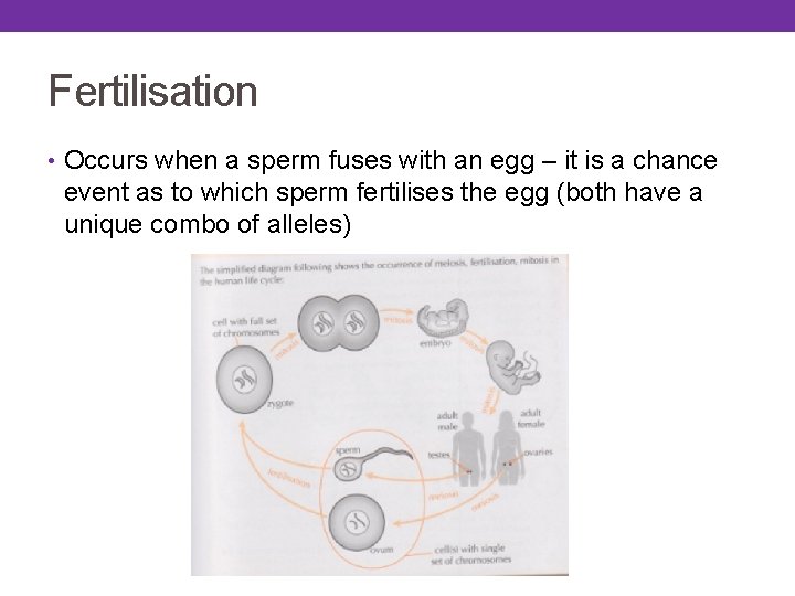 Fertilisation • Occurs when a sperm fuses with an egg – it is a