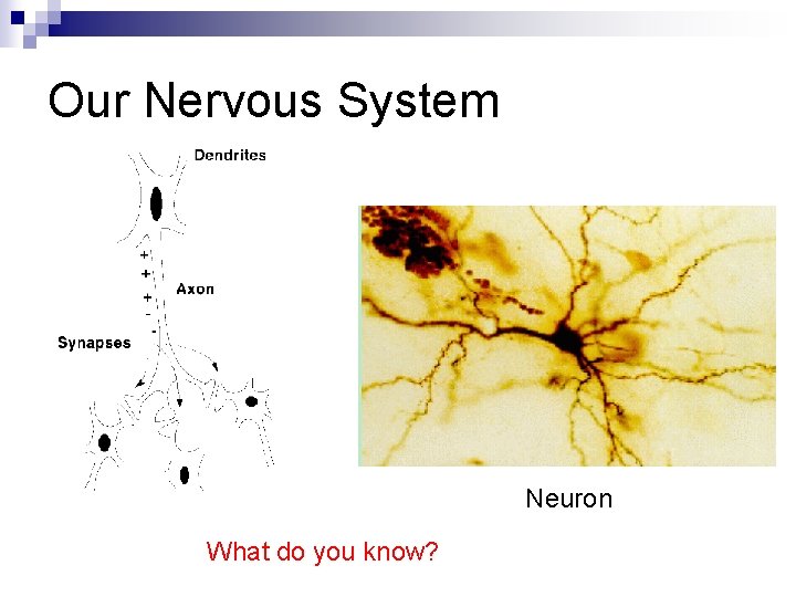 Our Nervous System Neuron What do you know? 