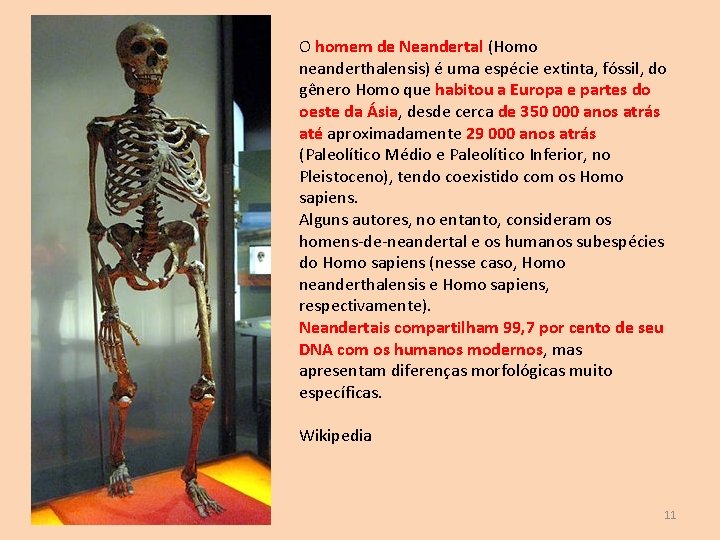 O homem de Neandertal (Homo neanderthalensis) é uma espécie extinta, fóssil, do gênero Homo
