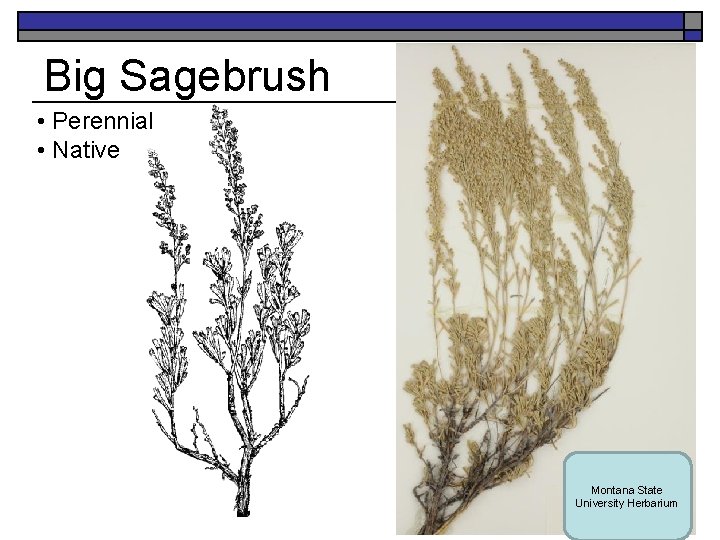 Big Sagebrush • Perennial • Native Montana State University Herbarium 