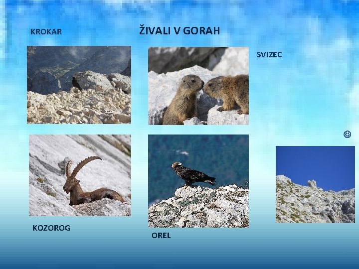 KROKAR ŽIVALI V GORAH SVIZEC KOZOROG OREL 