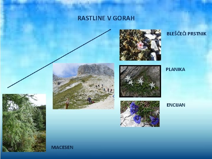 RASTLINE V GORAH BLEŠČEČI PRSTNIK PLANIKA ENCIJAN MACESEN 