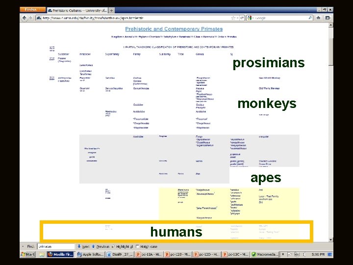 Promsimians Introduction to Primates or how to make sense