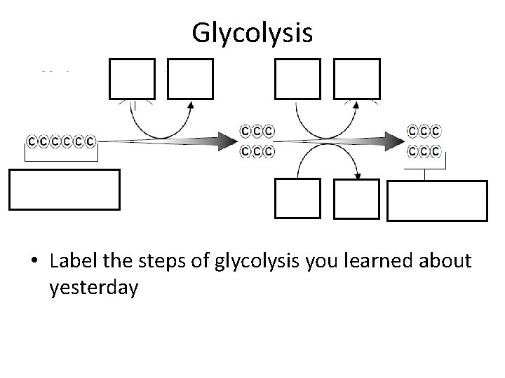 Glycolysis GLUCOSE 2 NADH 2 Pyruvic Acid Molecules • Label the steps of glycolysis