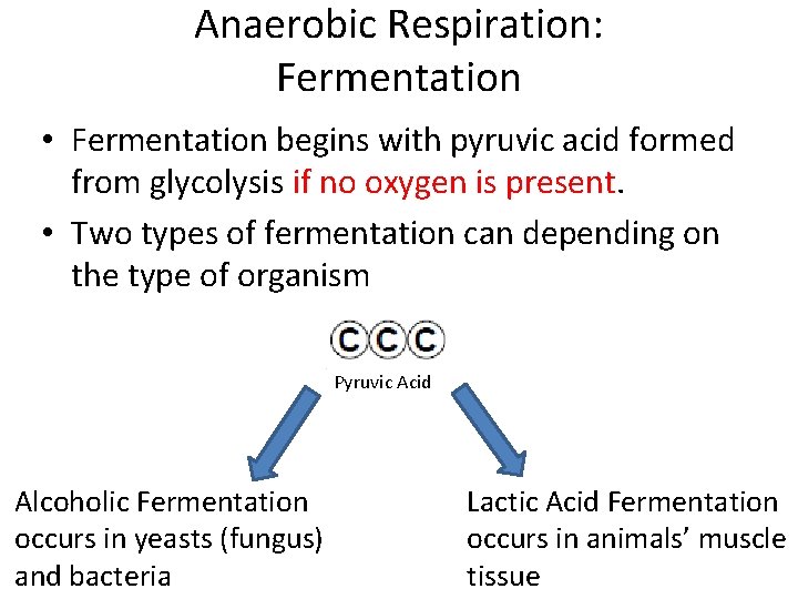 Anaerobic Respiration: Fermentation • Fermentation begins with pyruvic acid formed from glycolysis if no