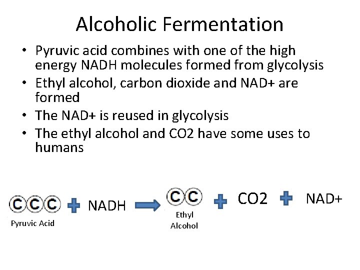 Alcoholic Fermentation • Pyruvic acid combines with one of the high energy NADH molecules