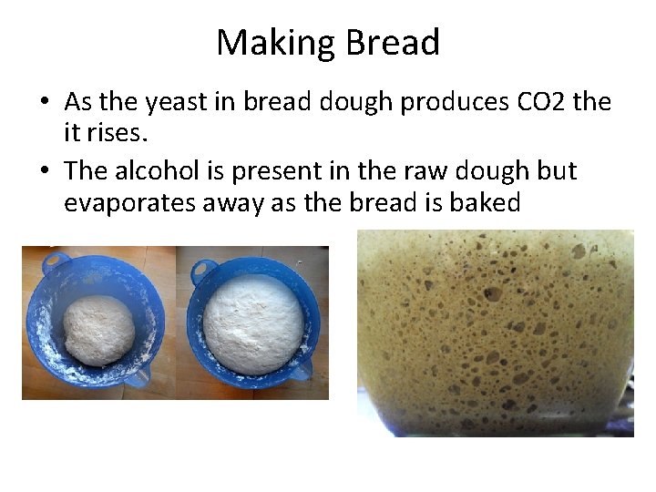 Making Bread • As the yeast in bread dough produces CO 2 the it