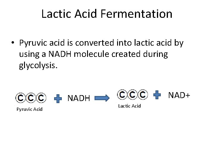 Lactic Acid Fermentation • Pyruvic acid is converted into lactic acid by using a