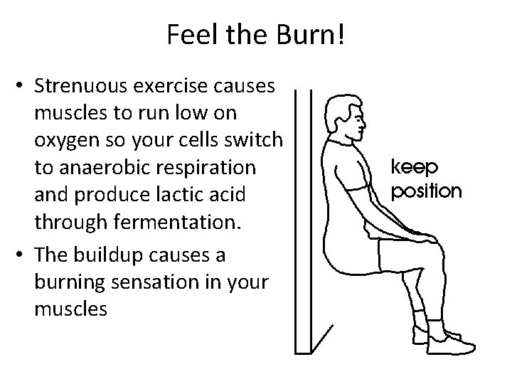 Feel the Burn! • Strenuous exercise causes muscles to run low on oxygen so