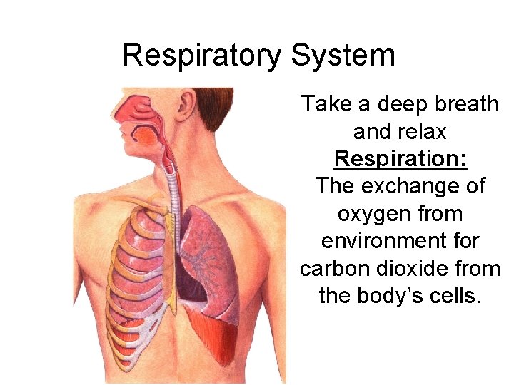 Respiratory System Take a deep breath and relax Respiration: The exchange of oxygen from