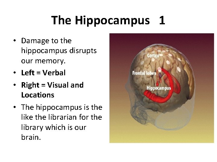 The Hippocampus 1 • Damage to the hippocampus disrupts our memory. • Left =