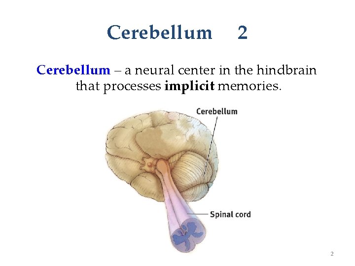 Cerebellum 2 Cerebellum – a neural center in the hindbrain that processes implicit memories.