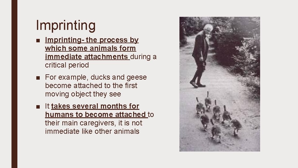 Imprinting ■ Imprinting- the process by which some animals form immediate attachments during a