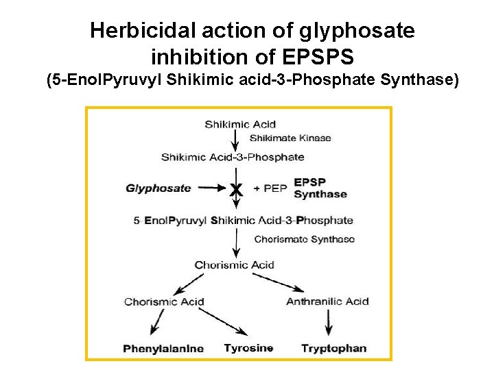 Herbicidal action of glyphosate inhibition of EPSPS (5 -Enol. Pyruvyl Shikimic acid-3 -Phosphate Synthase)