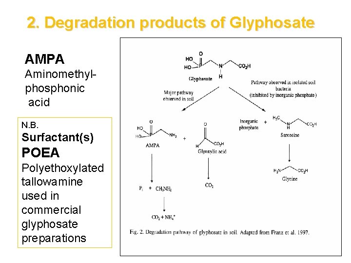 2. Degradation products of Glyphosate AMPA Aminomethylphosphonic acid N. B. Surfactant(s) POEA Polyethoxylated tallowamine