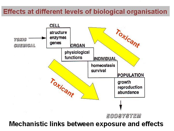 Effects at different levels of biological organisation To xic a nt To x ica