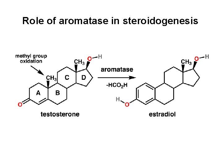 Role of aromatase in steroidogenesis 