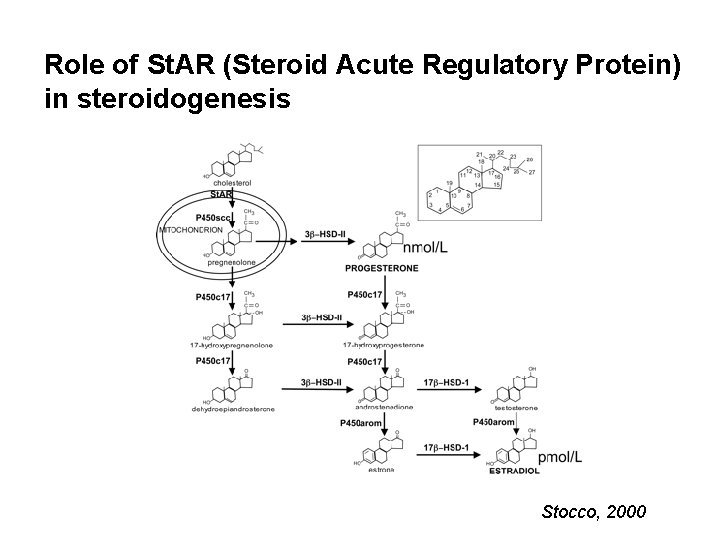 Role of St. AR (Steroid Acute Regulatory Protein) in steroidogenesis Stocco, 2000 