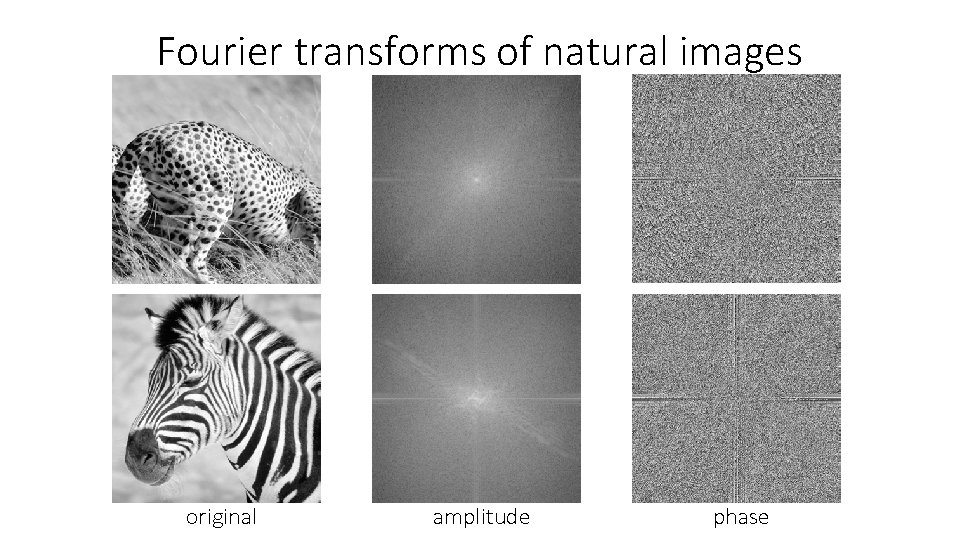 Fourier transforms of natural images original amplitude phase 