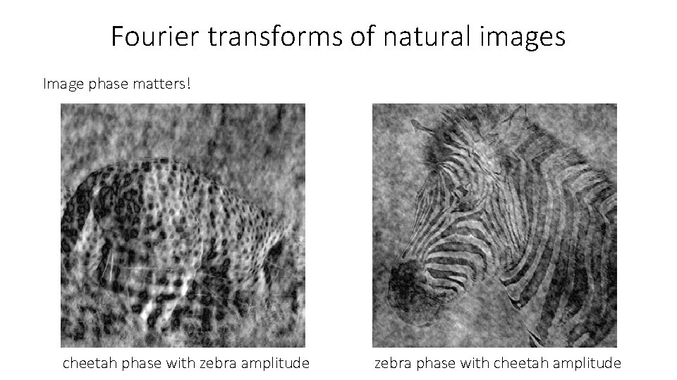 Fourier transforms of natural images Image phase matters! cheetah phase with zebra amplitude zebra