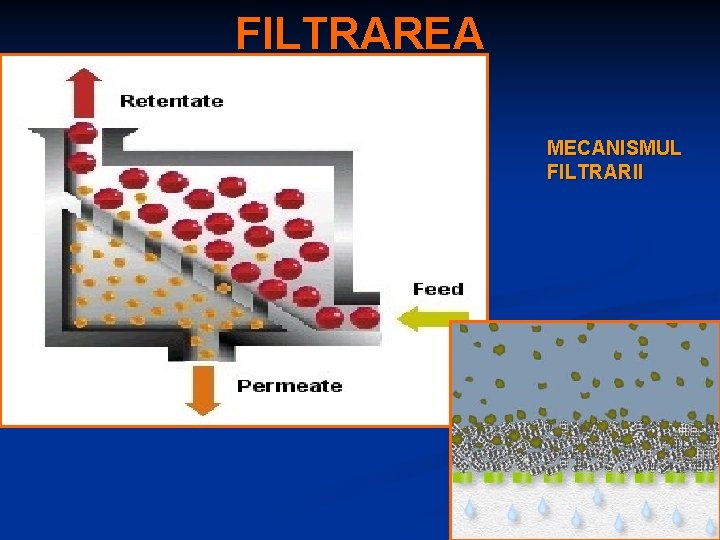 FILTRAREA MECANISMUL FILTRARII 