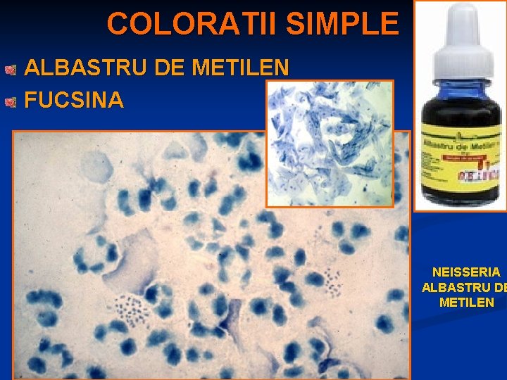 COLORATII SIMPLE ALBASTRU DE METILEN FUCSINA NEISSERIA ALBASTRU DE METILEN 