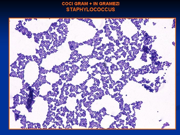 COCI GRAM + IN GRAMEZI STAPHYLOCOCCUS 