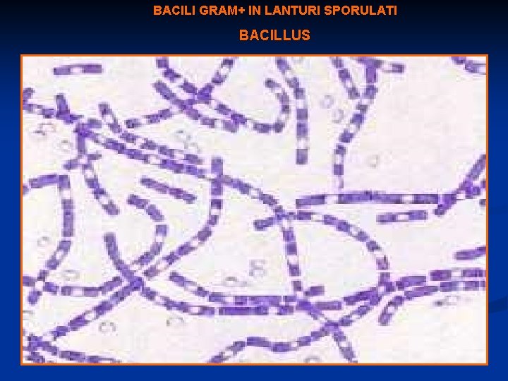 BACILI GRAM+ IN LANTURI SPORULATI BACILLUS 