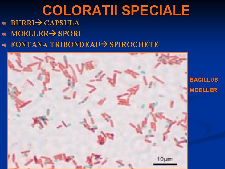 COLORATII SPECIALE BURRI CAPSULA MOELLER SPORI FONTANA TRIBONDEAU SPIROCHETE BACILLUS MOELLER 