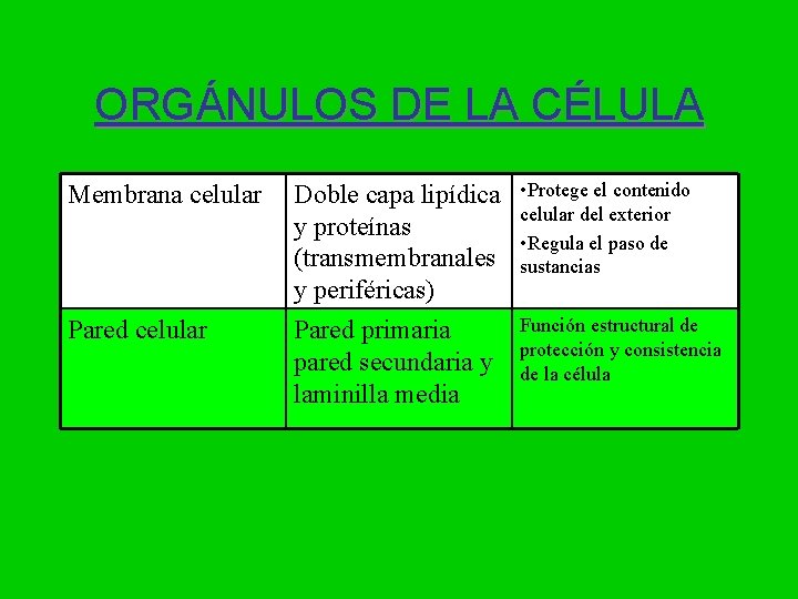 ORGÁNULOS DE LA CÉLULA Membrana celular Pared celular Doble capa lipídica y proteínas (transmembranales