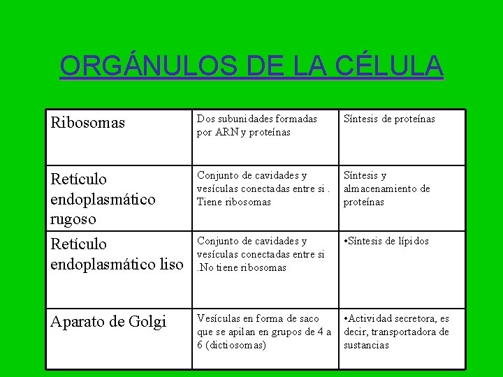 ORGÁNULOS DE LA CÉLULA Ribosomas Dos subunidades formadas por ARN y proteínas Síntesis de