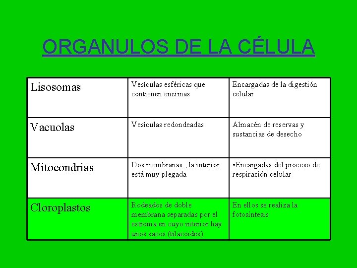 ORGANULOS DE LA CÉLULA Lisosomas Vesículas esféricas que contienen enzimas Encargadas de la digestión