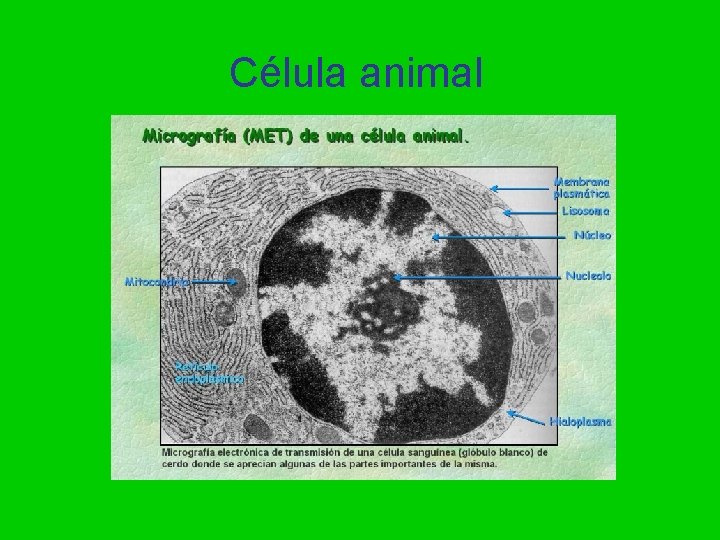 Célula animal 