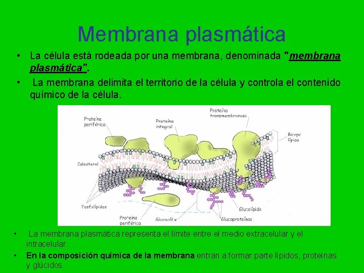 Membrana plasmática • La célula está rodeada por una membrana, denominada "membrana plasmática". •