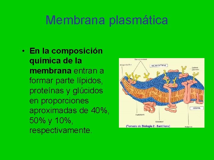 Membrana plasmática • En la composición química de la membrana entran a formar parte