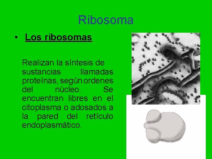 Ribosoma • Los ribosomas Realizan la síntesis de sustancias llamadas proteínas, según ordenes del