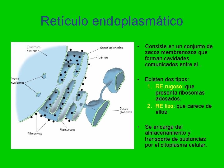 Retículo endoplasmático • Consiste en un conjunto de sacos membranosos que forman cavidades comunicados