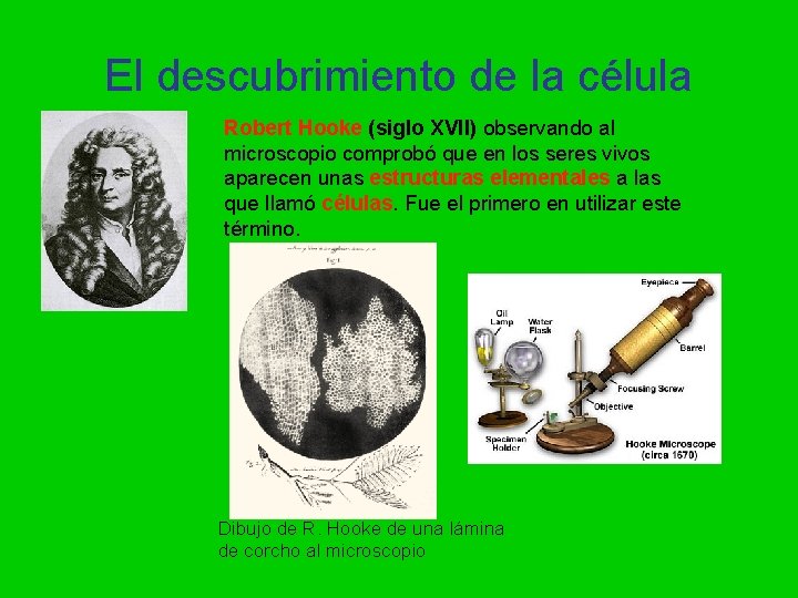 El descubrimiento de la célula Robert Hooke (siglo XVII) observando al microscopio comprobó que