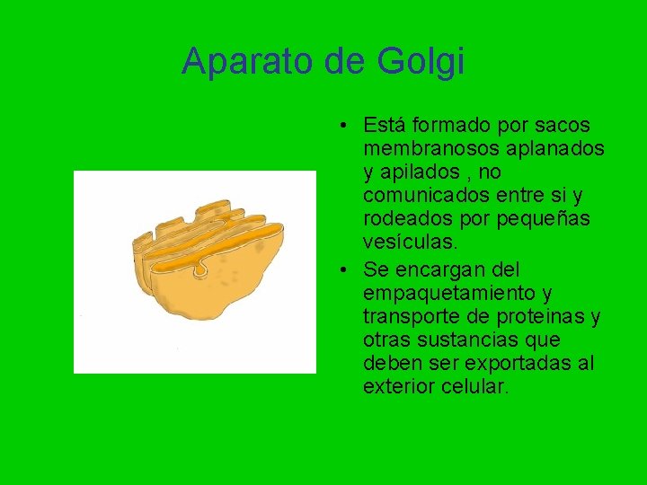 Aparato de Golgi • Está formado por sacos membranosos aplanados y apilados , no