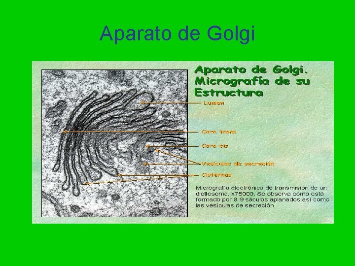 Aparato de Golgi Aparato de Golgi