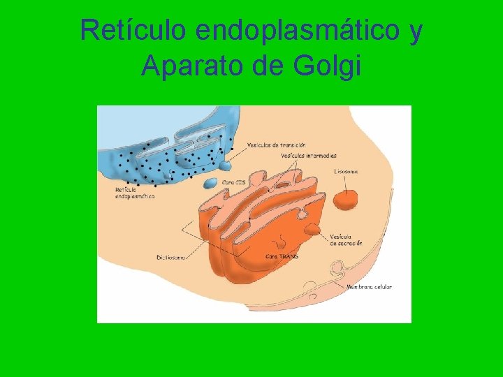 Retículo endoplasmático y Aparato de Golgi 