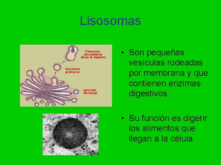 Lisosomas • Son pequeñas vesículas rodeadas por membrana y que contienen enzimas digestivos. •