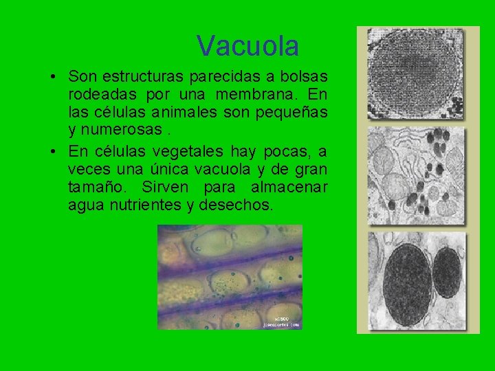 Vacuola • Son estructuras parecidas a bolsas rodeadas por una membrana. En las células