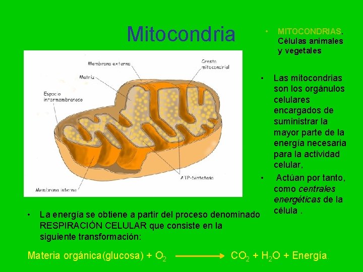 Mitocondria • • La energía se obtiene a partir del proceso denominado RESPIRACIÓN CELULAR