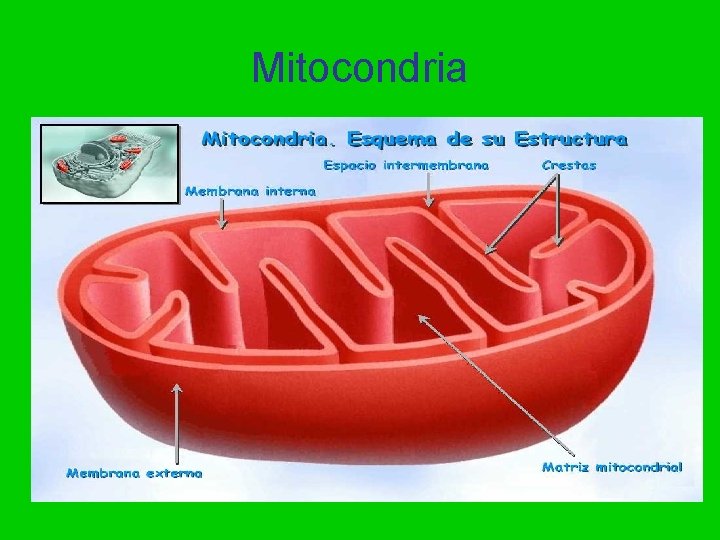 Mitocondria 