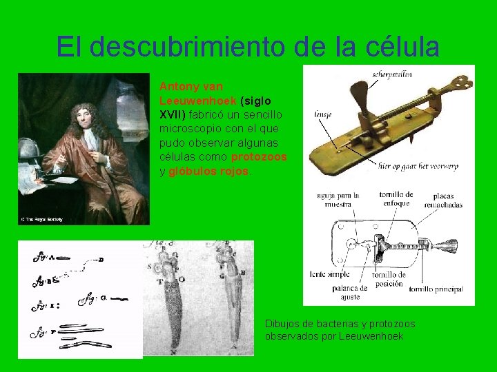 El descubrimiento de la célula Antony van Leeuwenhoek (siglo XVII) fabricó un sencillo microscopio