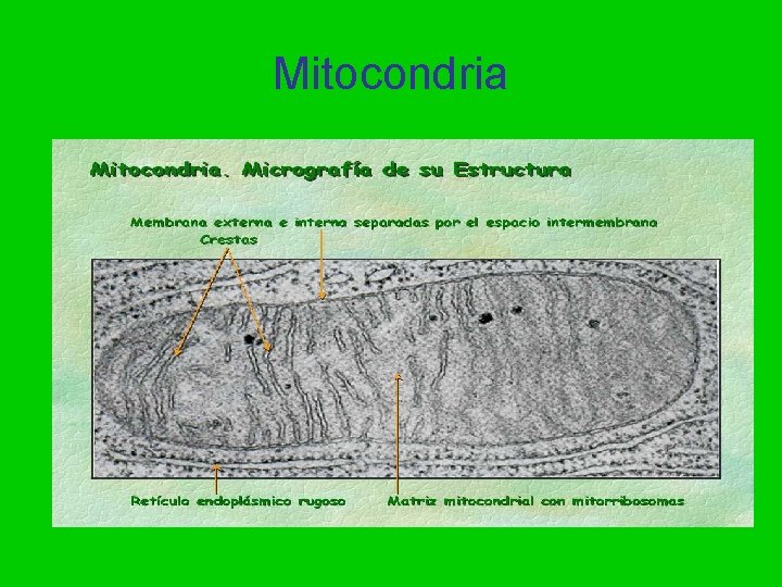 Mitocondria 