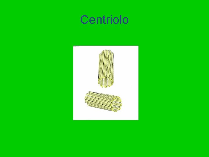 Centriolo 