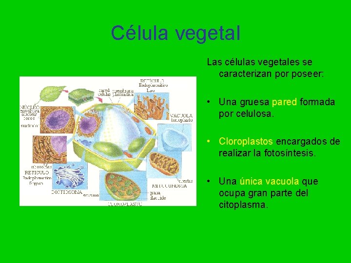 Célula vegetal Las células vegetales se caracterizan por poseer: • Una gruesa pared formada